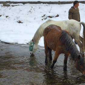 Млади кончета пия вода...