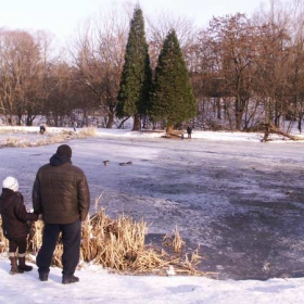 Белочели гъски на гости в Южния парк