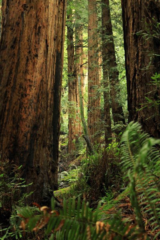 Redwoods