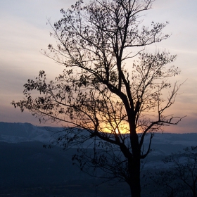 sunset behind a tree