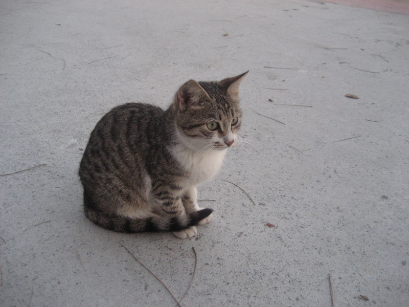 котенце