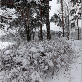 Зимний лес