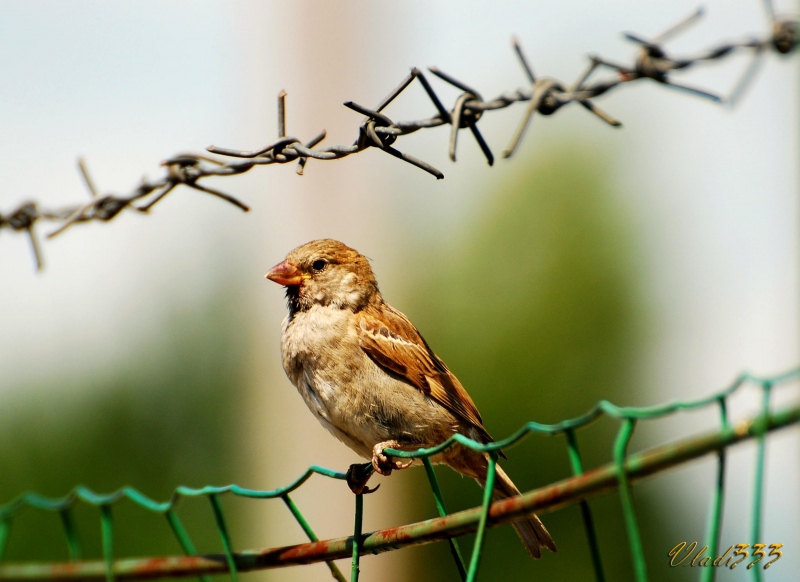 Freedom
