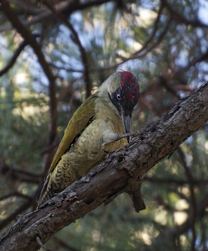 Зелен кълвач/Picus viridis