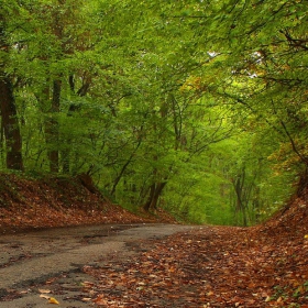 Fall in the forest