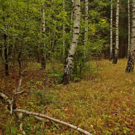 Autumn birches