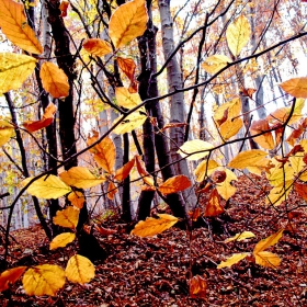 Есенна гора