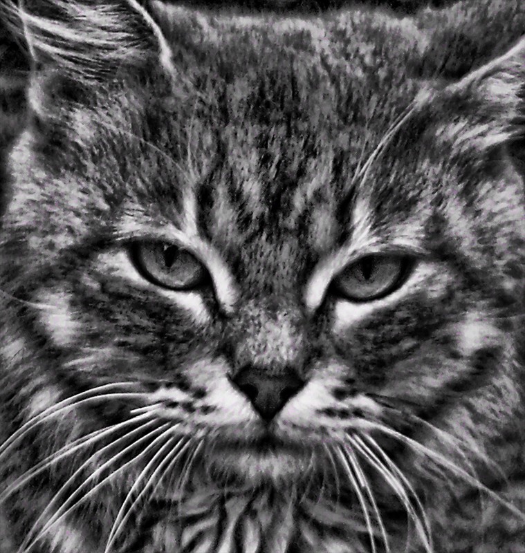 catface