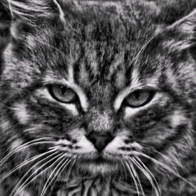 catface