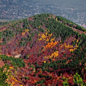 Смесена гора