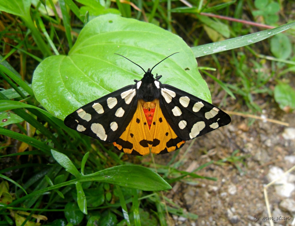 butterfly 8 ( Arctia villica )