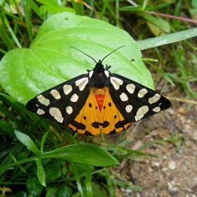 butterfly 8 ( Arctia villica )