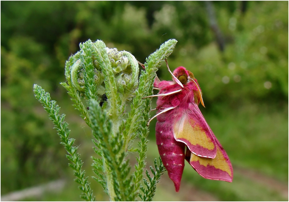 Deilephila elpenor 2