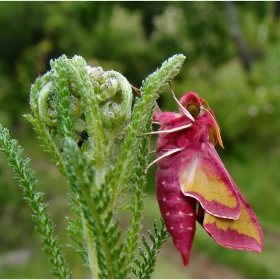 Deilephila elpenor 2