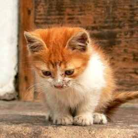 Малък разбойник