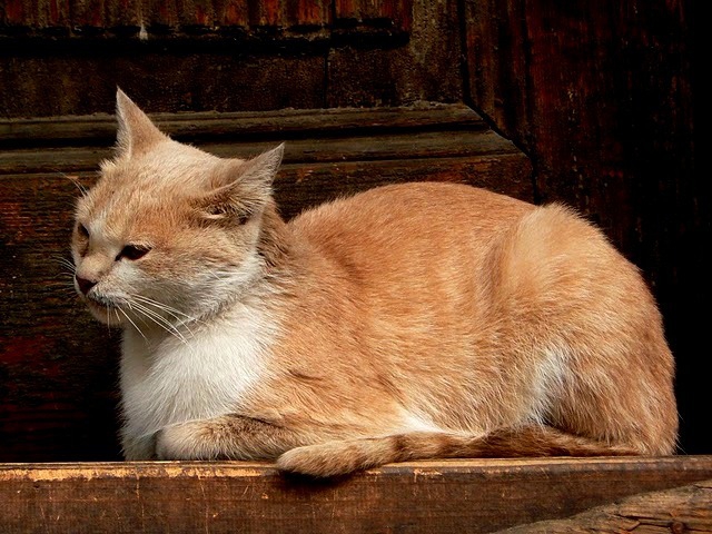 Мама котка