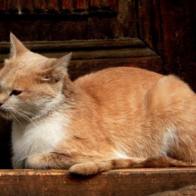 Мама котка