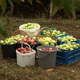 Harvest