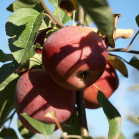 Florina Apple