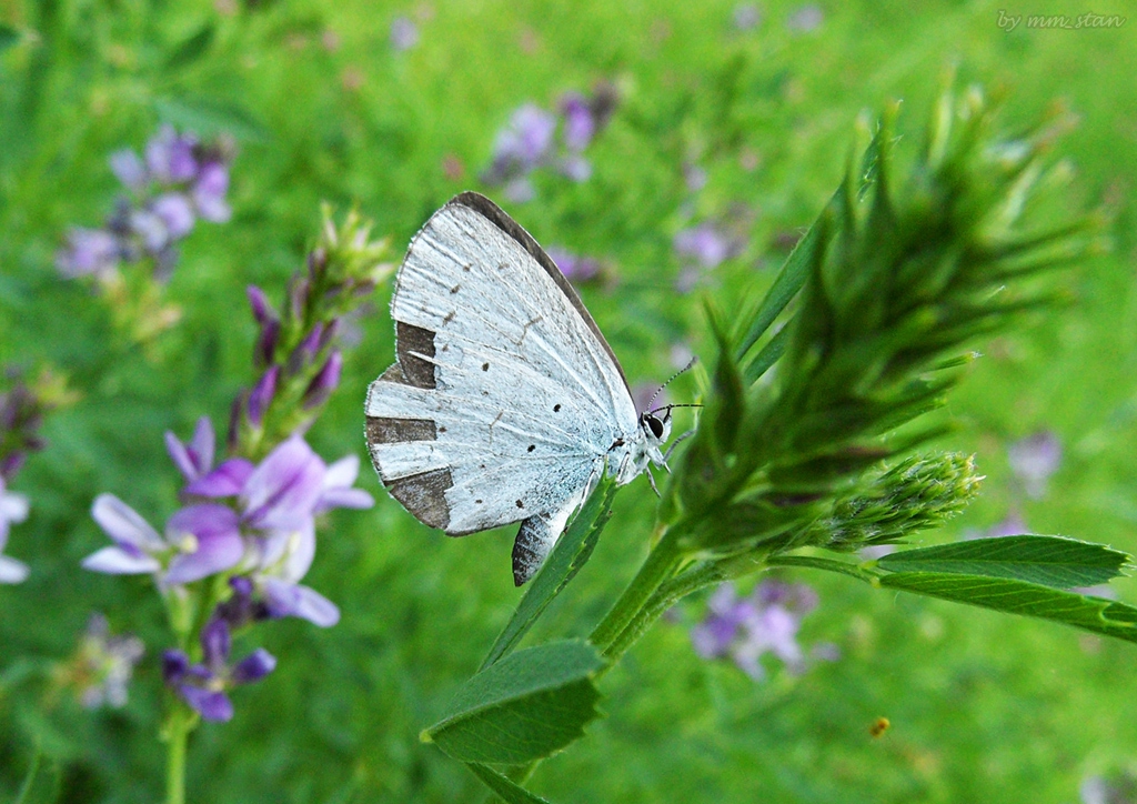butterfly 9