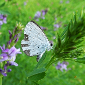 butterfly 9