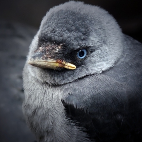 Corvus monedula