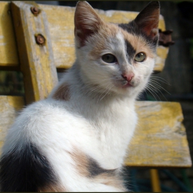 Малкото коте стана хубава котка