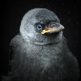 Corvus monedula  - Чавка, гарга