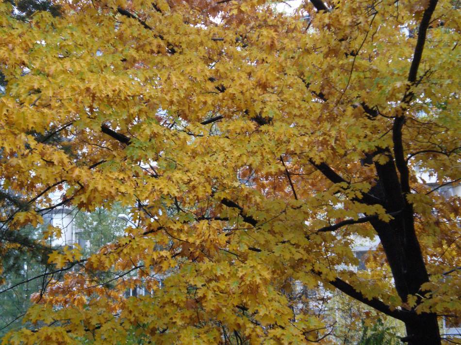Златна есен.19.10.2010