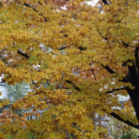 Златна есен.19.10.2010