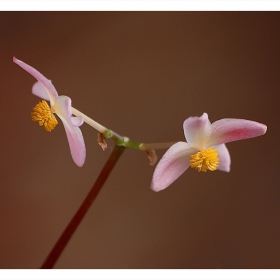 Begonia semperflorens