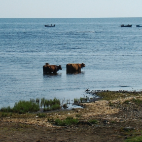 Плаж за крави - 2