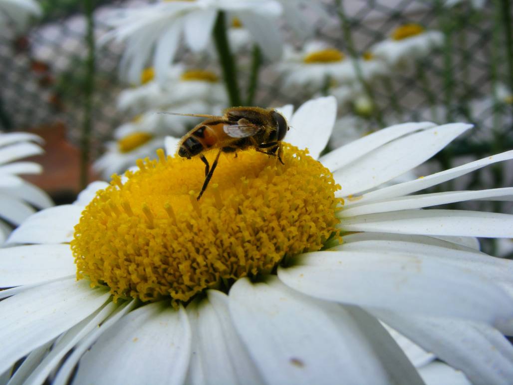 Bee 2