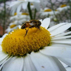 Bee 2
