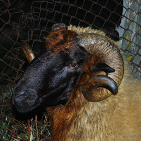 No Black Ram