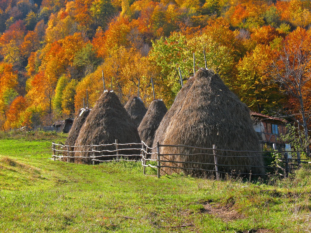 Купи сено