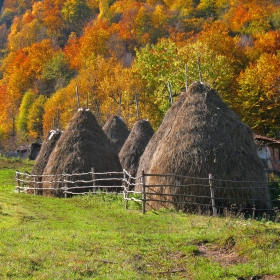 Купи сено
