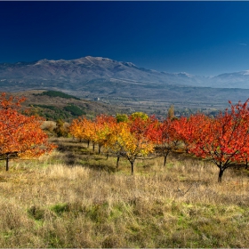 Cherry-trees...