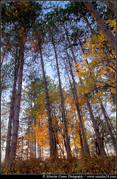 Есенно