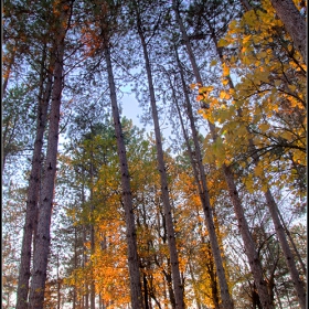Есенно
