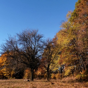 Краят на гората