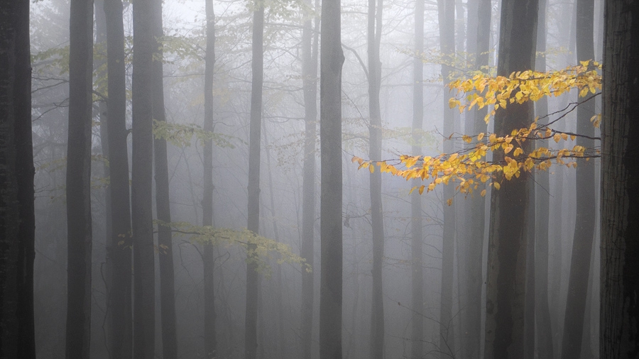 Misty wood