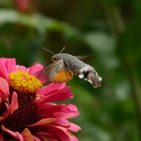 Macroglossum stellatarum