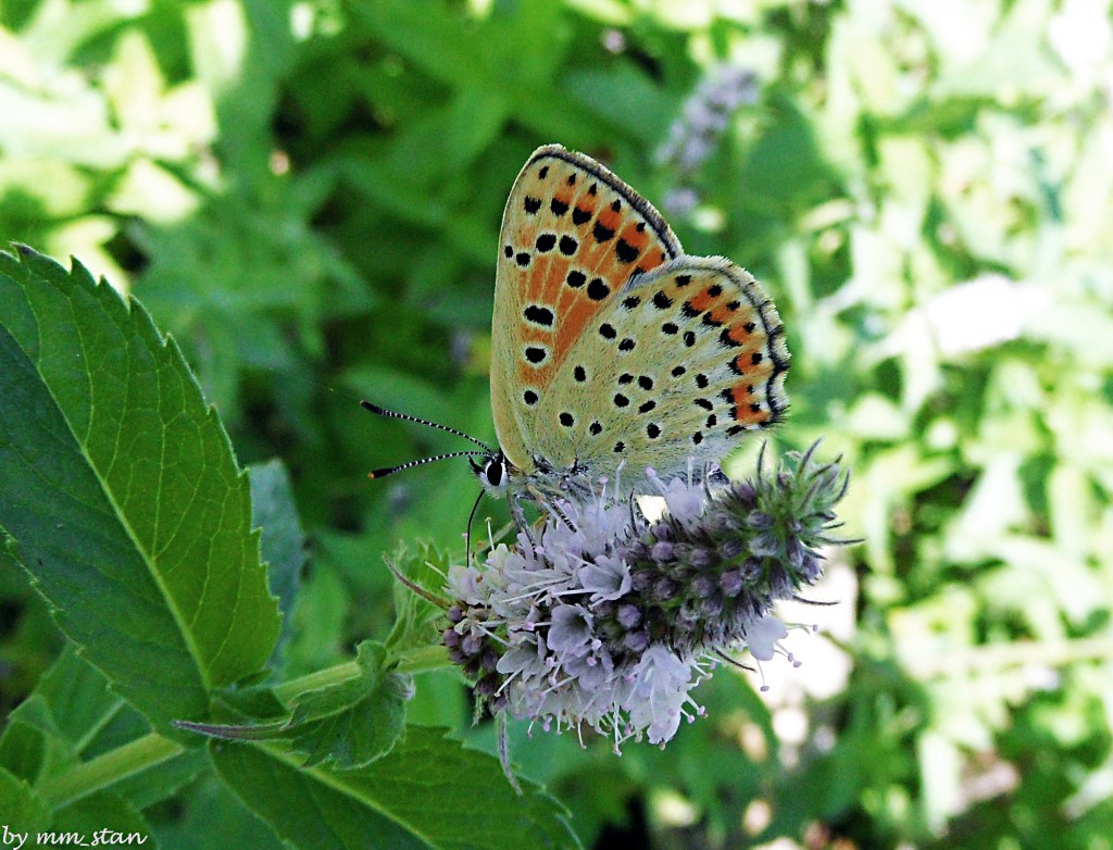 butterfly 5