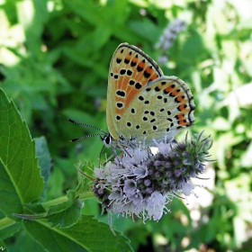 butterfly 5