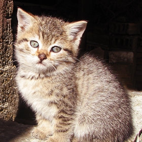 Котаракът без чизми