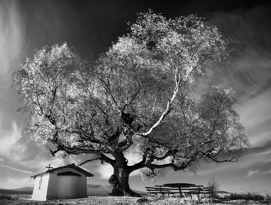 The Old Birch