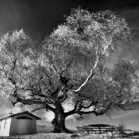 The Old Birch