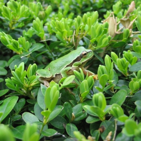 Зелена дървесна жаба (Hylidae cinerea)