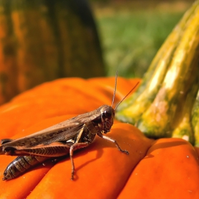 The Halloween Monster